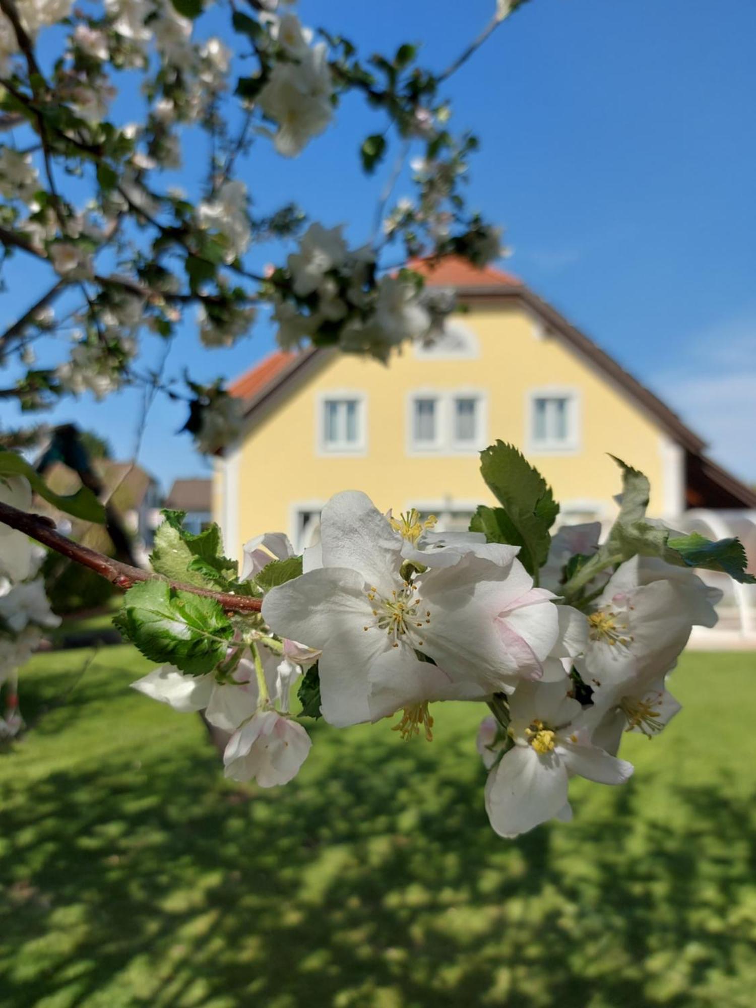 Отель Gaestehaus Familie Trachsler Rohrendorf bei Krems Экстерьер фото