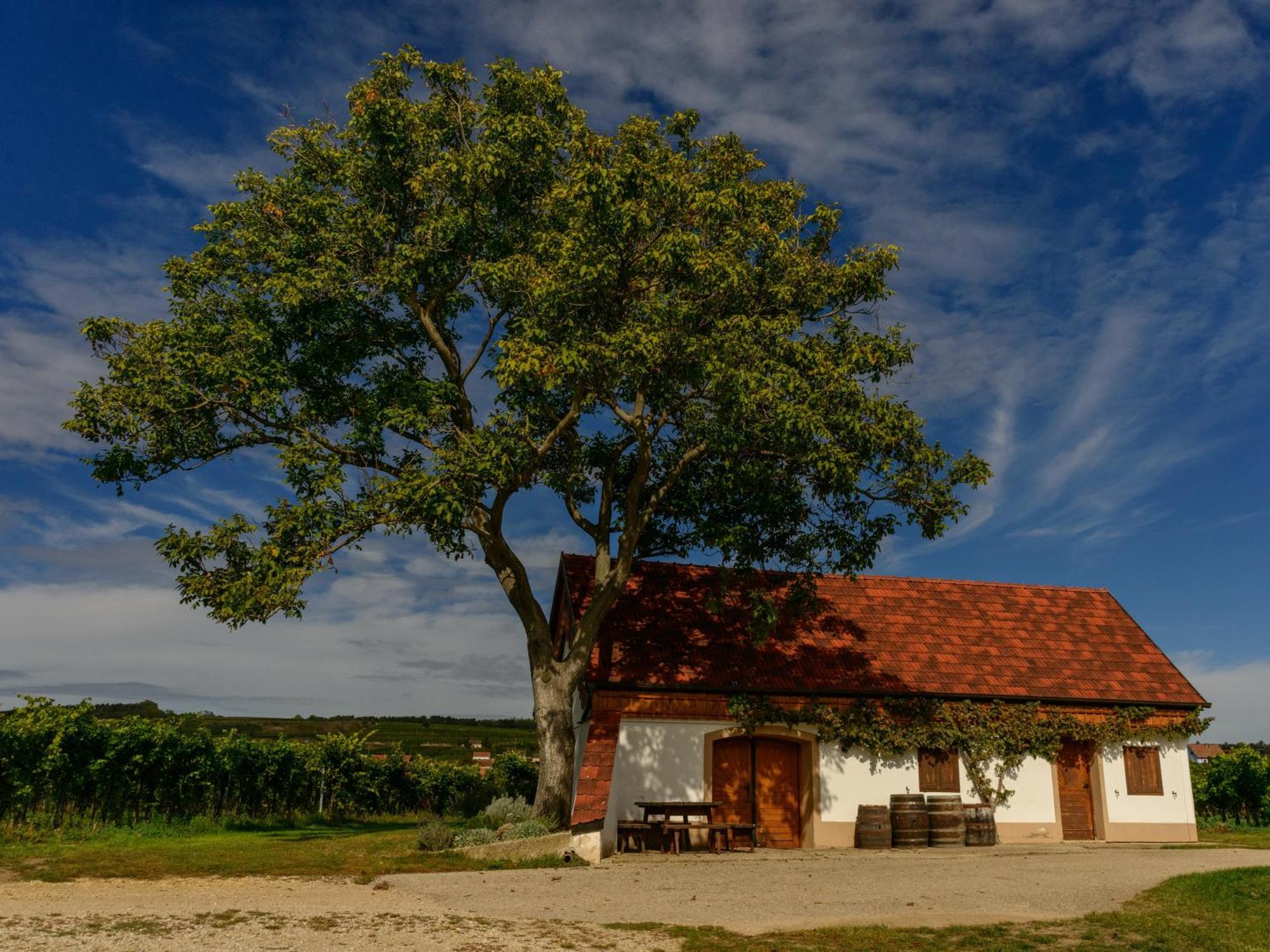 Отель Gaestehaus Familie Trachsler Rohrendorf bei Krems Экстерьер фото